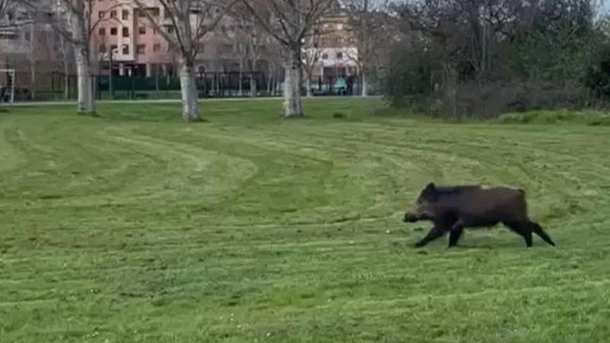 Jabalí en el parque fluvial de Viesques (Gijón)