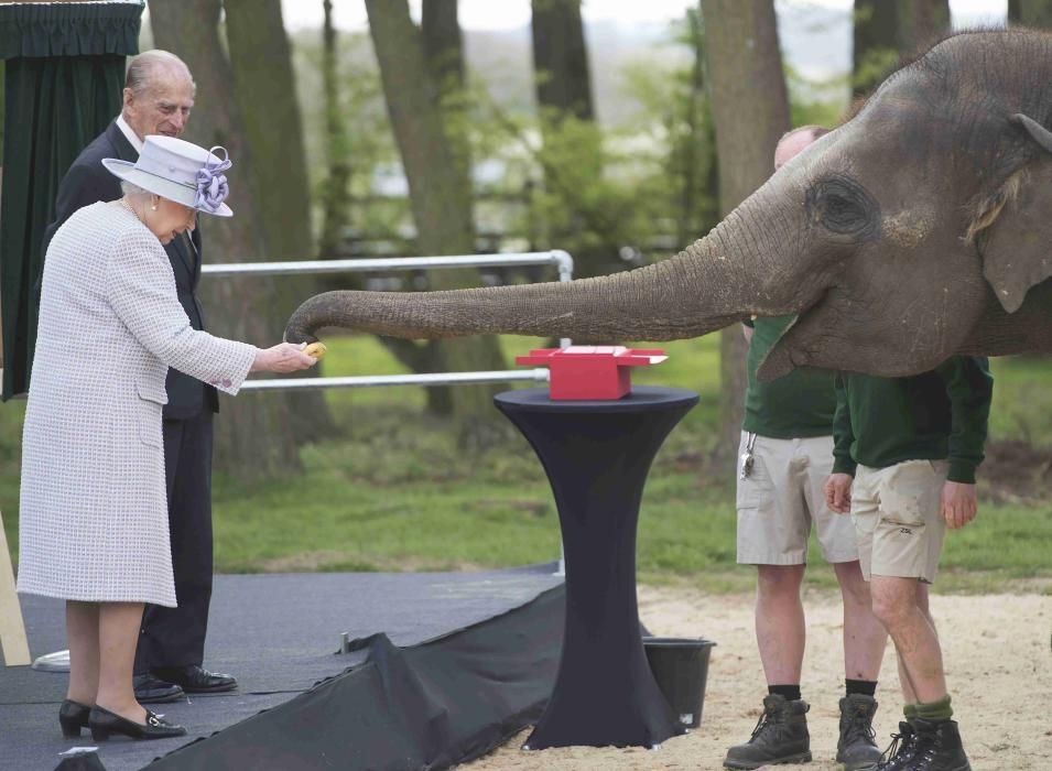 Isabel de Inglaterra da de comer a un elefante en un centro de cuidado de Reino Unido