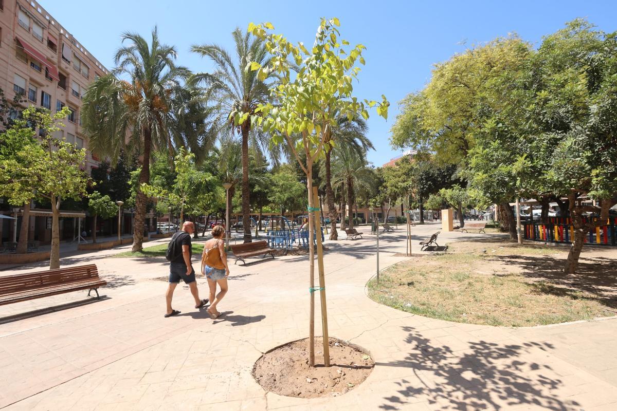 Nuevos ejemplares plantados sobre alcorques vacíos en la Plaza dels Algeps