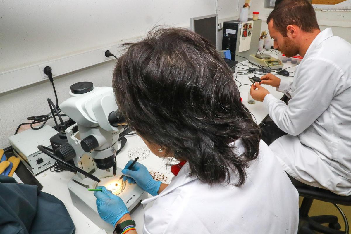 Los científicos del CIMA realizan ensayos con todo tipo de especies.
