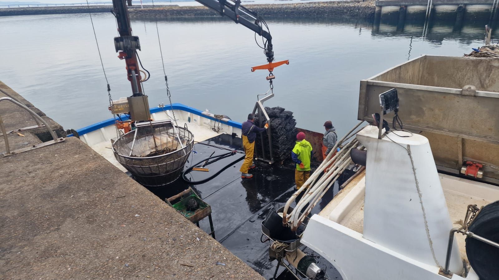 Descargas de mejillón para el mercado de fresco (depuradoras) en el puerto de Vilanova de Arousa.