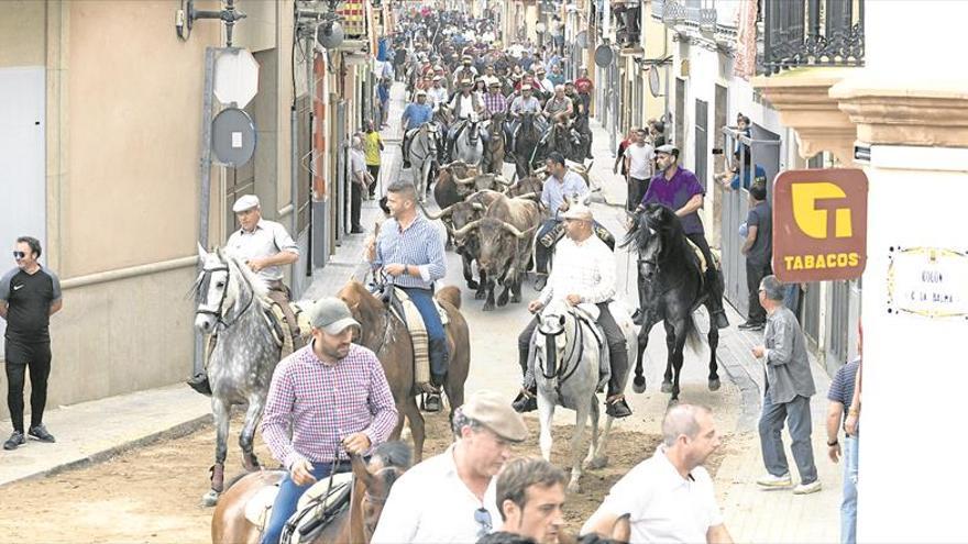 Máxima expectación en la entrada de mansos y caballos de Almassora