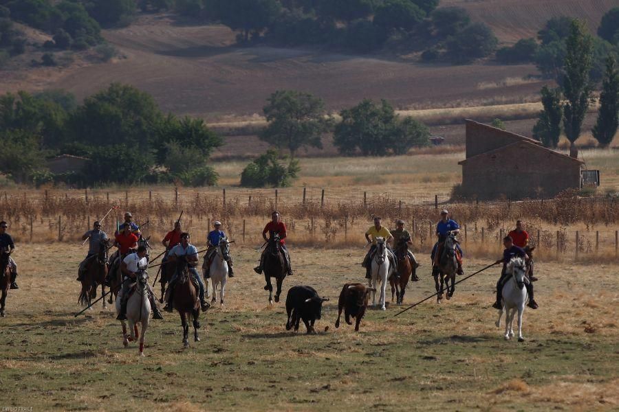 Fiestas en Zamora: Encierro en Venialbo