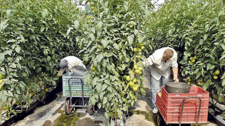 Imagen de archivo de un cultivo de tomates.