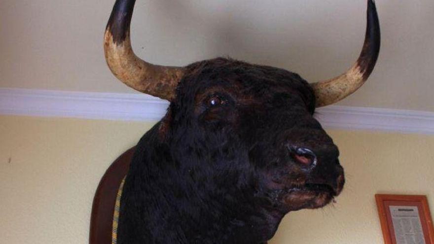 Borriana exhibirá la cabeza del toro que mató a Paquirri