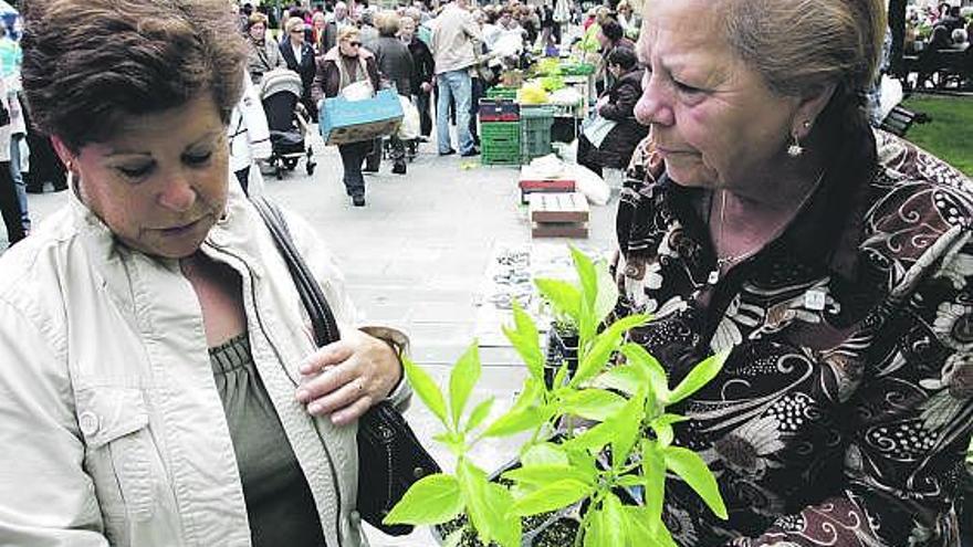 Claudia Blanco, a la izquierda, con María del Carmen Muñiz, ante una planta de pimientos.