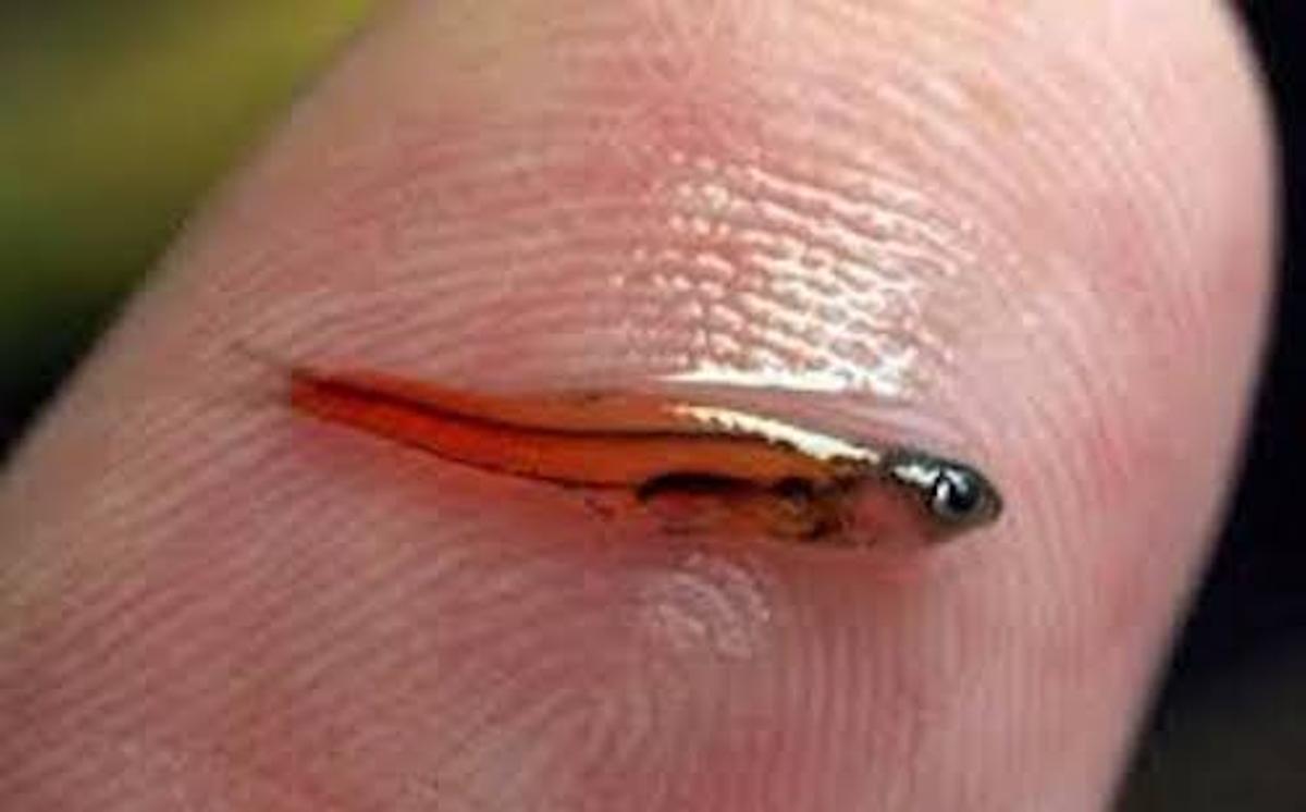La carpa Paedocypris: es el pez más pequeño del mundo