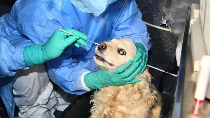 Primer perro contagiado y confirmado en Seúl que ya está empezando a hacer pruebas de covid en mascotas