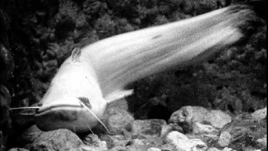 silur al delta de l&#039;ebre. Una imatge d&#039;un exemplar, de color blanc, trobat a la desembocadura del riu.