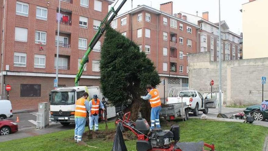 Operarios plantando el tejo en el parque, ayer.