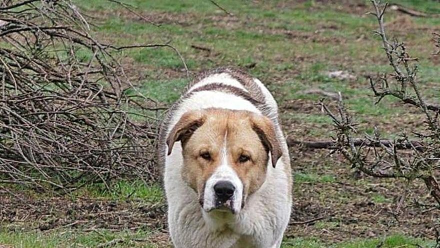 Uno de los perros que fallecieron. | J. C.