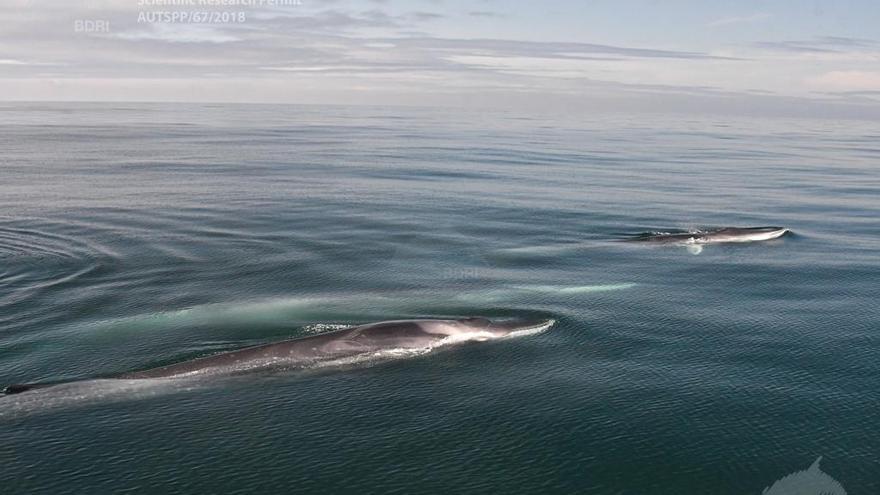 Tres ejemplares de rorcual común o ballena de aleta.