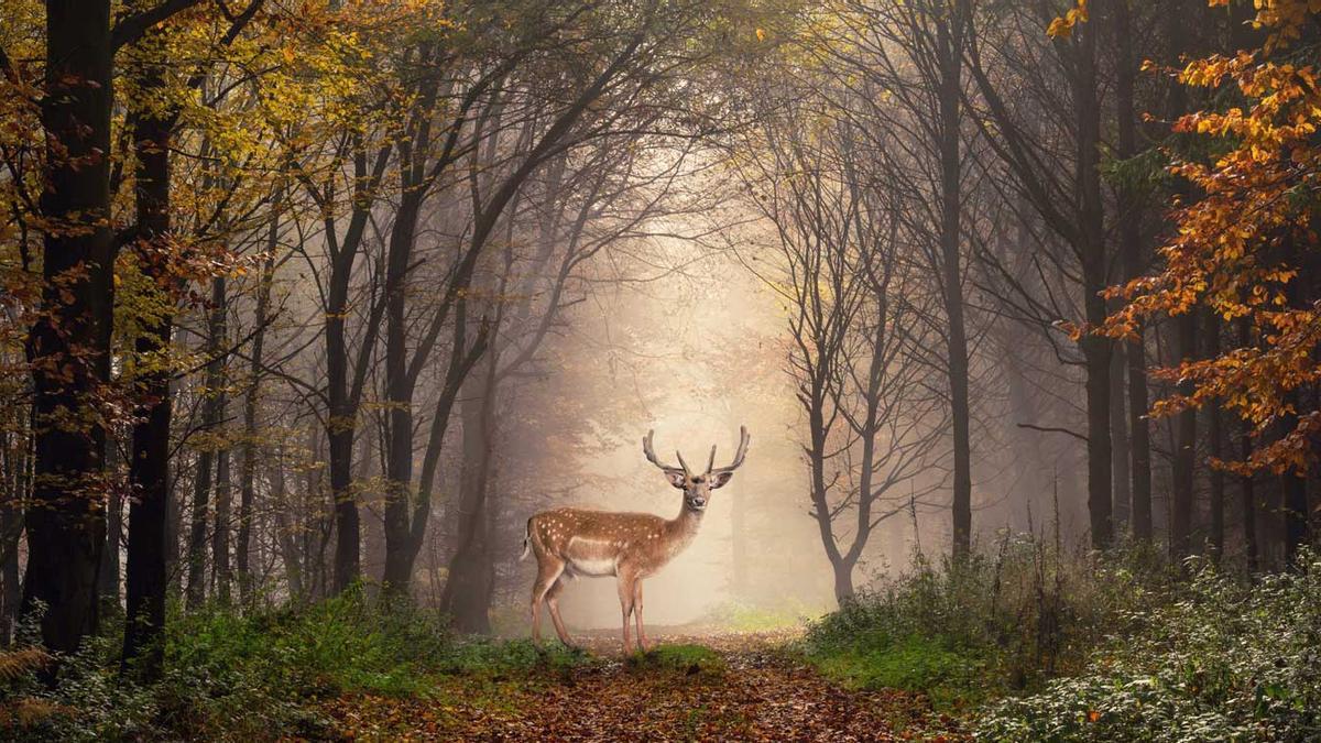 Ciervo en el bosque