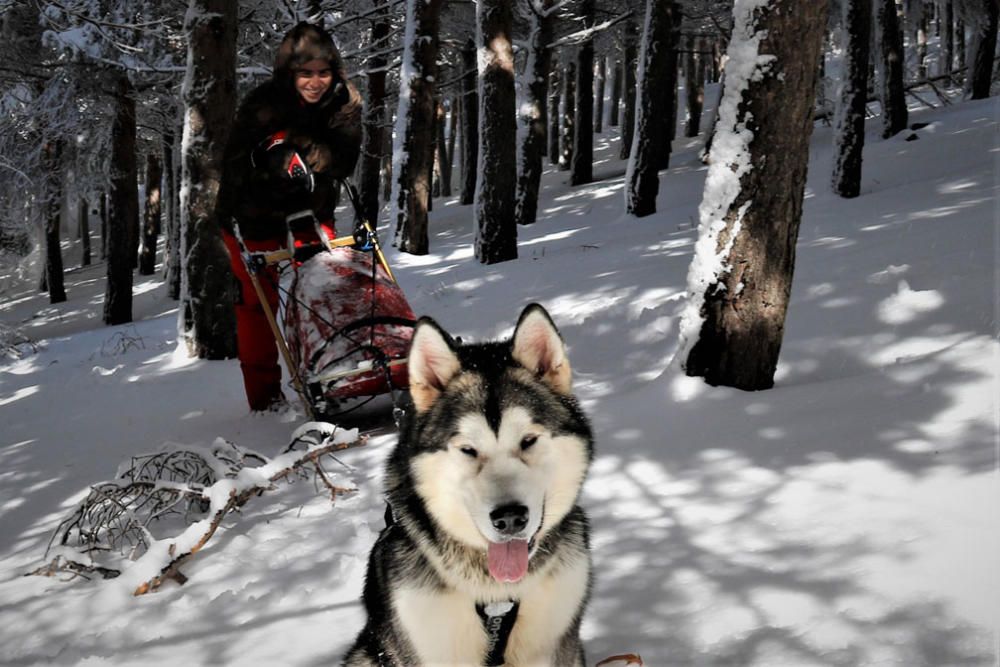 Manuel Calvo se prepara para participar en  el Campeonato de España de carreras de trineo con perros