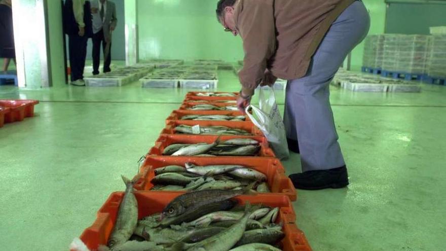 Un hombre escoge pescado en la lonja.