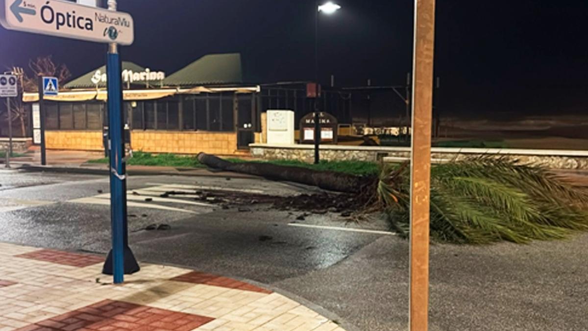 El temporal Laurence ha provocado la caída de varios árboles en Torremolinos.
