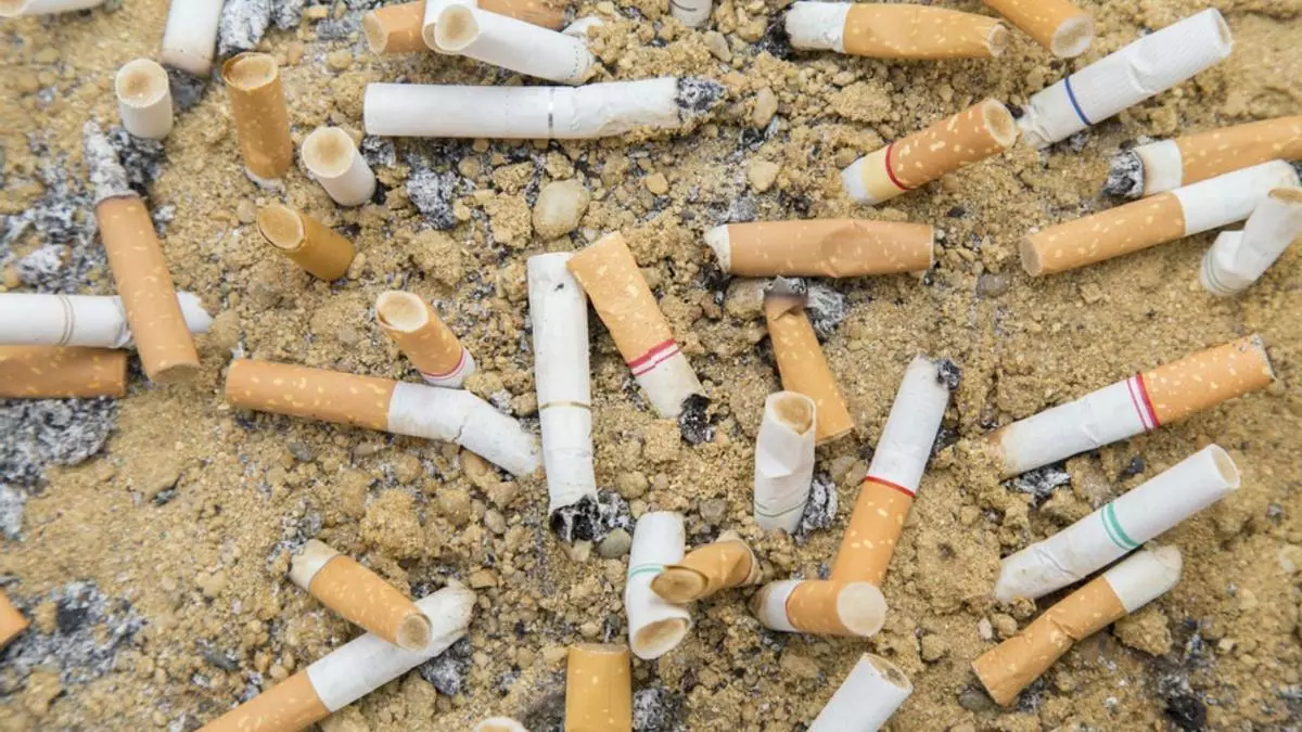 Las colillas de cigarrillos ponen en peligro a las hormigas
