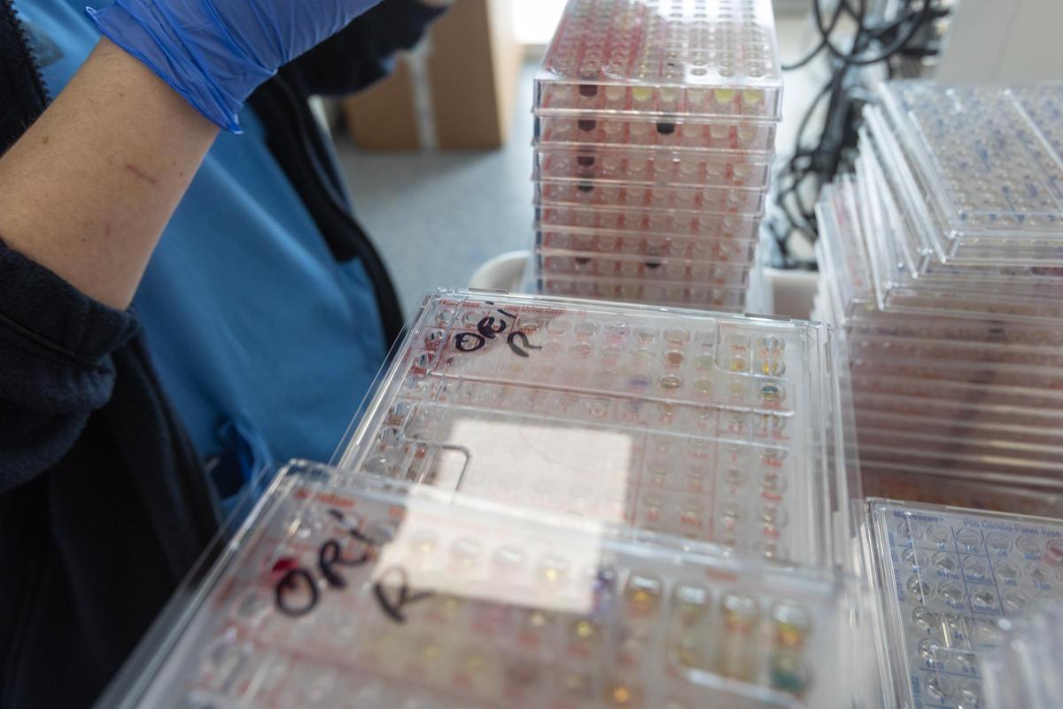 Investigación en virus y bacterias Investigación en virus y bacterias