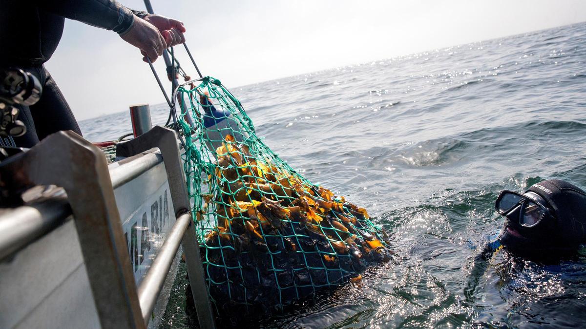Trabajos de recolección de algas en aguas gallegas.