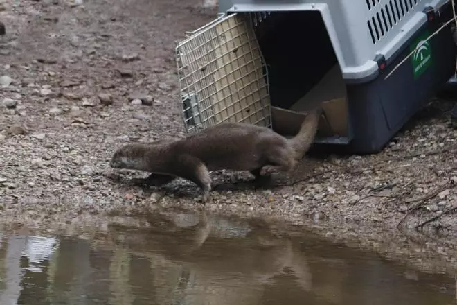Crónica política de la semana: El día de la nutria