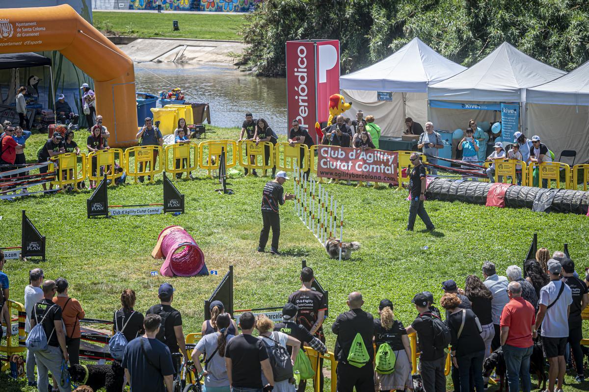 CAN WE RUN BARCELONA. La carrera organizada por Prensa Ibérica y El Periódico de Catalunya con la colaboración de Sport ,  donde las personas y sus mascotas perrunas corren en familia