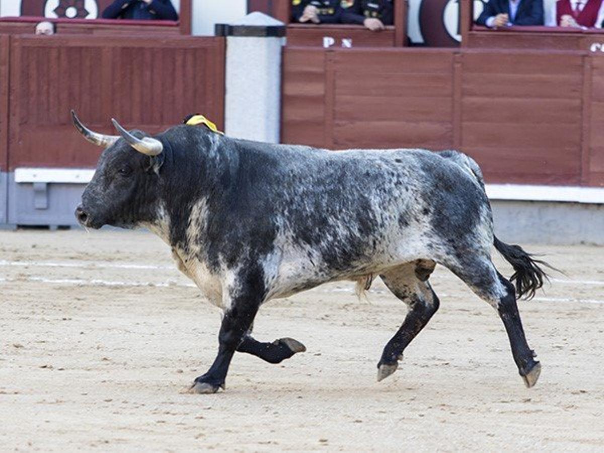 Toros de Victoriano del Río en la Plaza de Toros de las Ventas