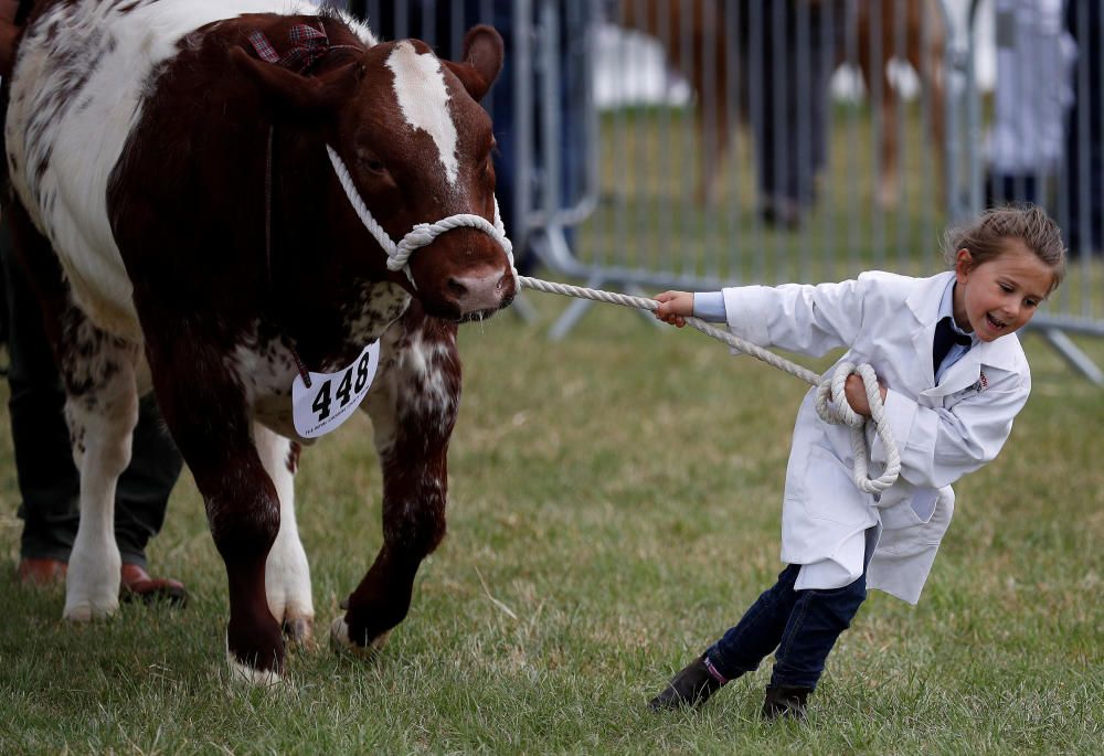 A girl shows a bullock during judging at the ...