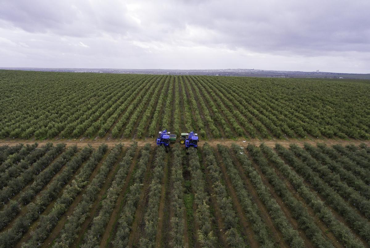 Un olivar en marcos intensivos en la provincia de Córdoba.