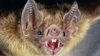 Descubren un tipo de murciélago capaz de reproducirse sin penetración