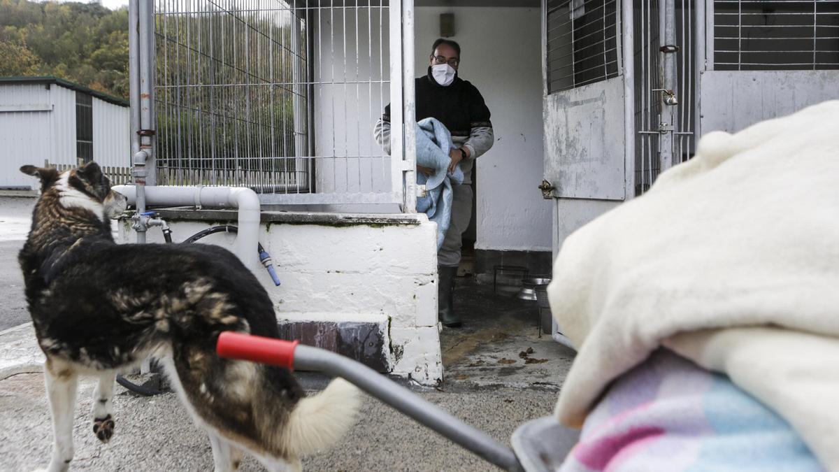 Albergue de Animales de Oviedo