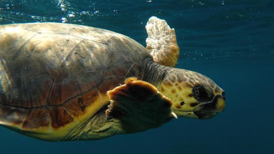 Acuerdo para salvar a las tortugas marinas enfermas o heridas