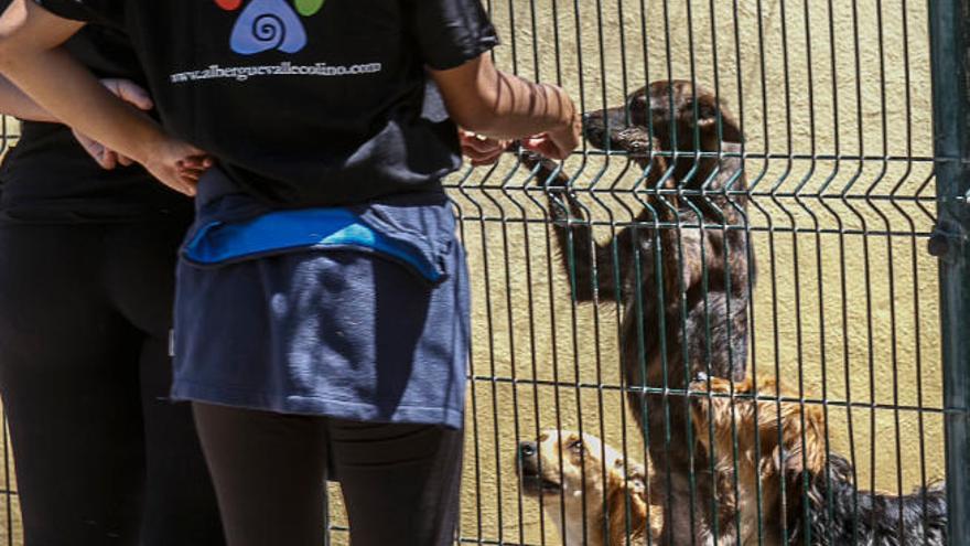 Unas jóvenes y varios perros en el albergue de Valle Colino.