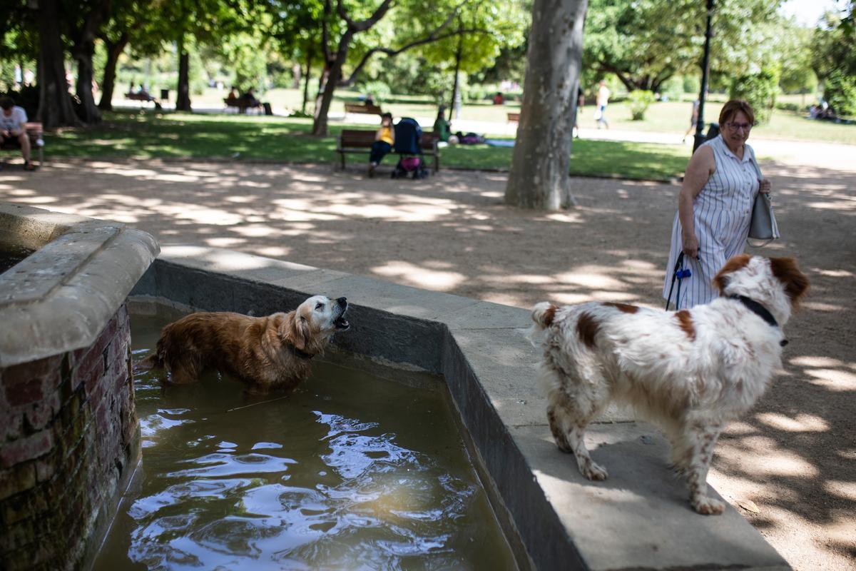 Unos perros se refrescan en una fuente, en la Ciutadella