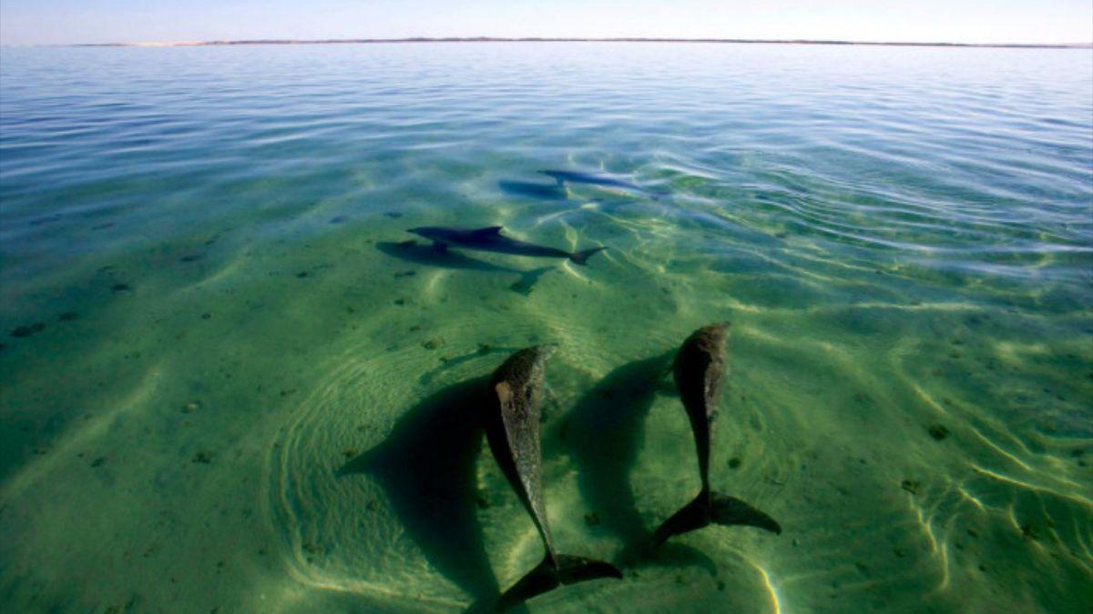 Delfines nariz de botella nadando en grupo.