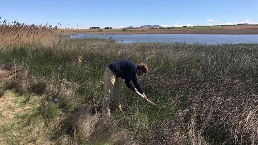 Rubén Bueno, biólogo de Lokímica, realizando un muestreo de mosquitos en humedales