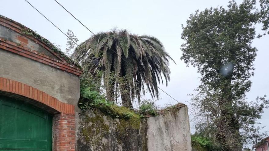 Una palmera deteriorada en una finca de Granda, en Gijón.