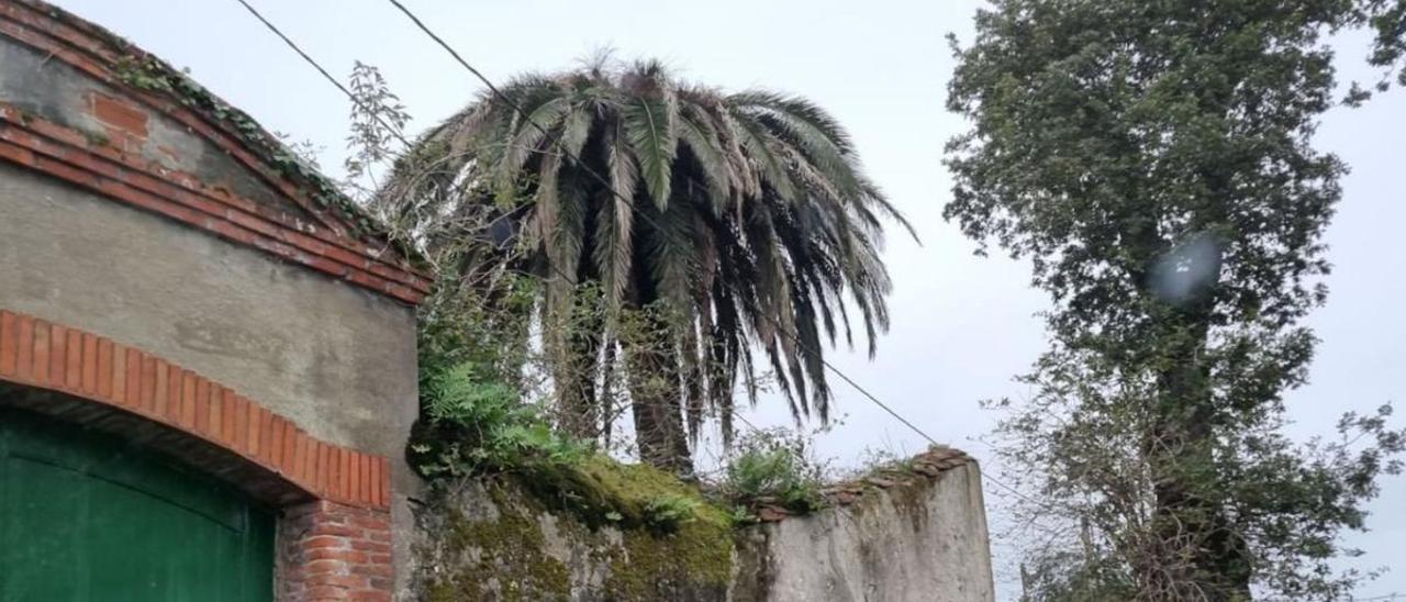 La plaga de las palmeras se extiende sin freno y pone en jaque el paisaje  indiano - La Nueva España