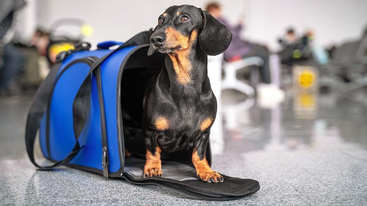 Un perro en una maleta especial de viajes.