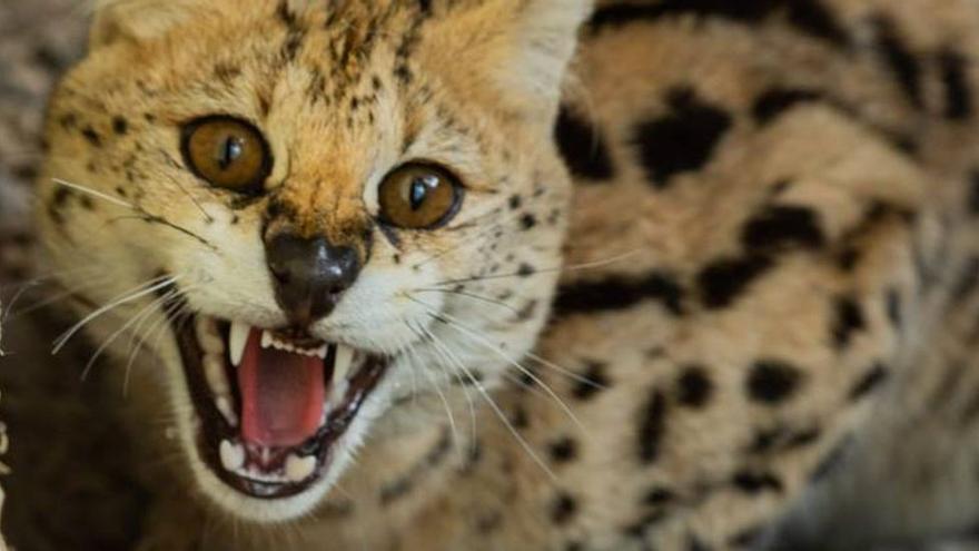 Recuperan un serval africano que se había colado en una finca en Polop