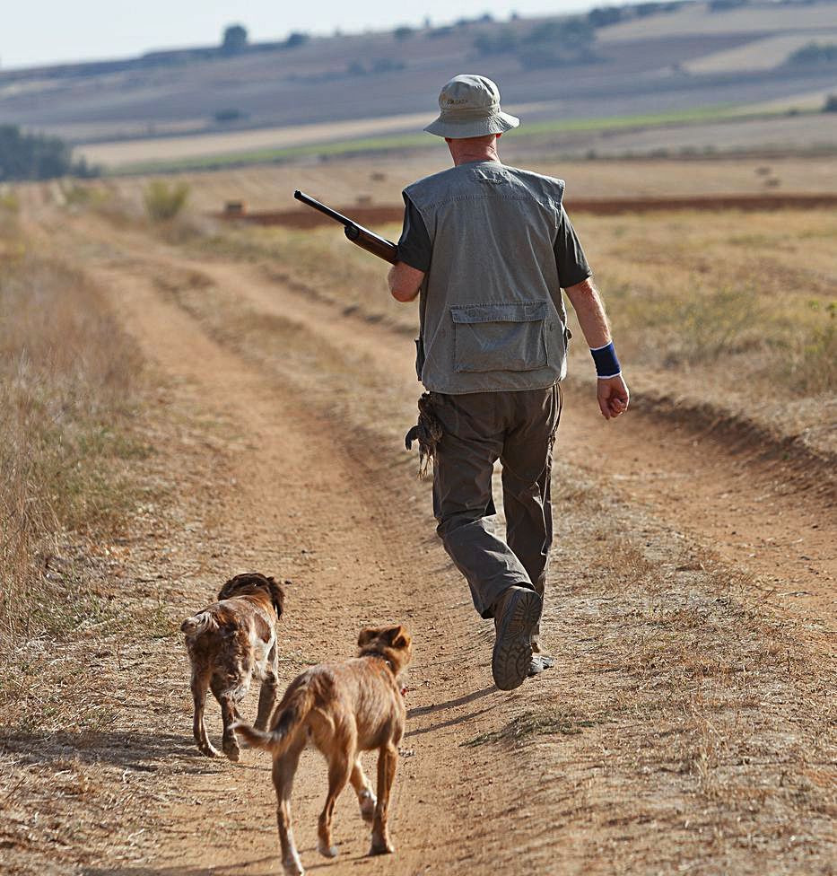 Un cazador recorre un pago de Zamora con sus dos perros. | Ical