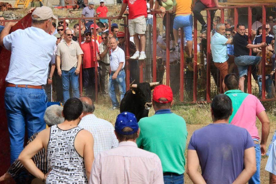 Toros bravos en Vadillo de la Guareña