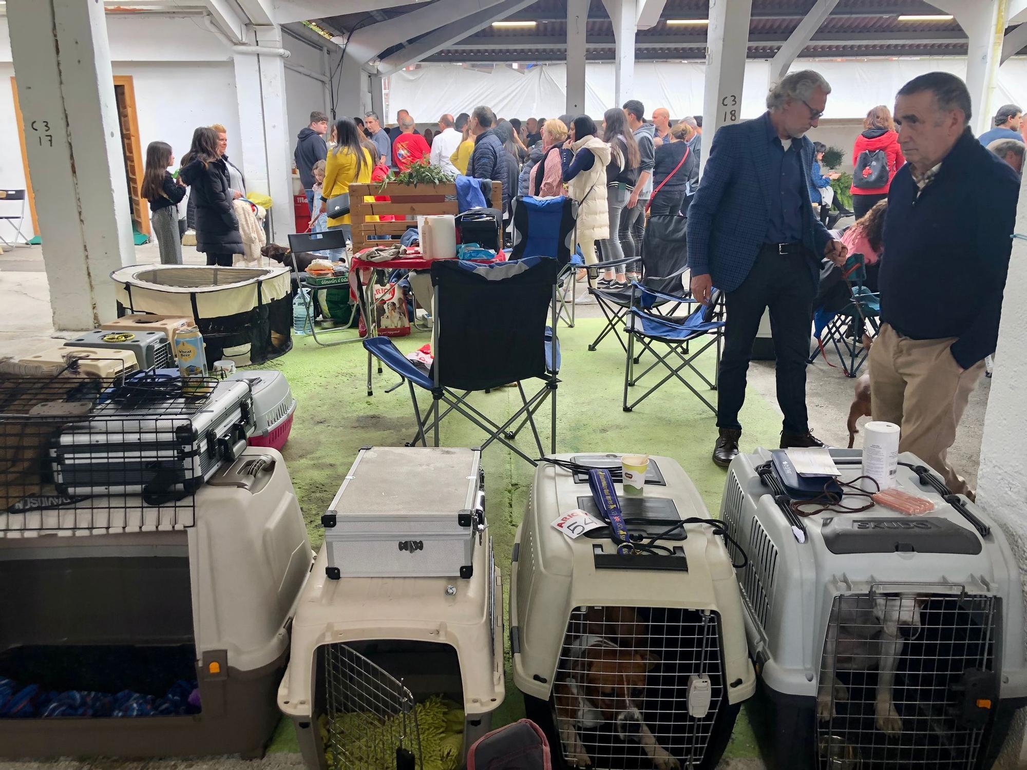 Éxito de público y animales en la 28ª Feria del Perro de Tineo