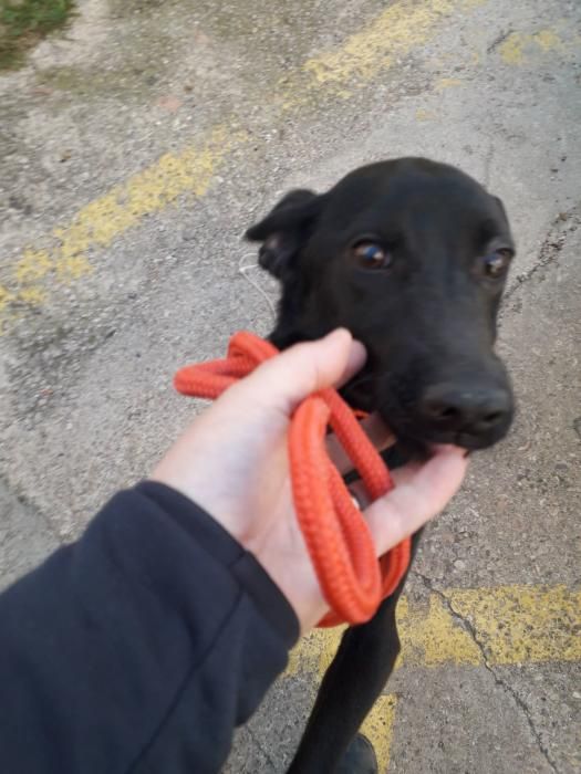 Rescatan a un perro de un pozo en Chiva