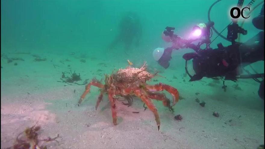 La extracción de centolla y buey arranca hoy para las flotas coruñesa y pontevedresa