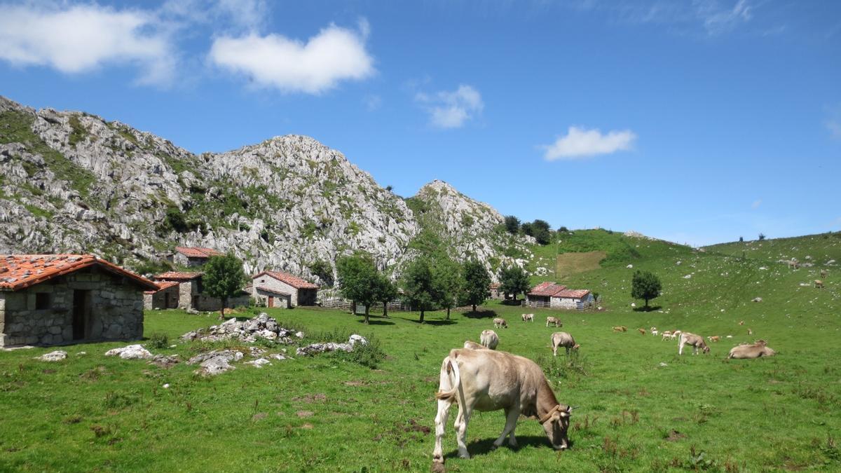 Ganáu na mayada de Belbín (Onís), nel parque nacional de los Picos d'Europa.