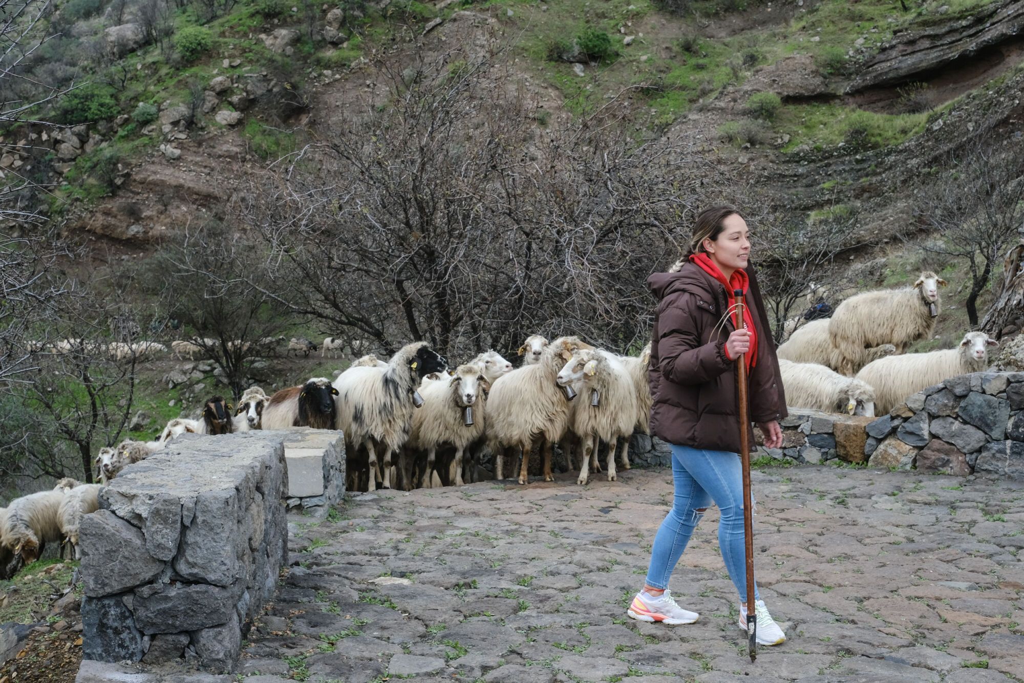 Transhumancia en Tejeda