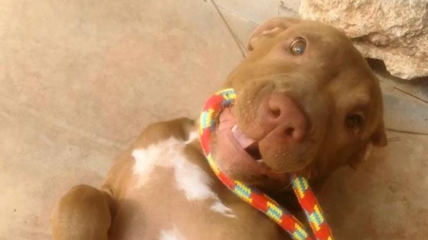 Can Gossos acoge a la perra presuntamente maltratada en Ibiza por su dueño