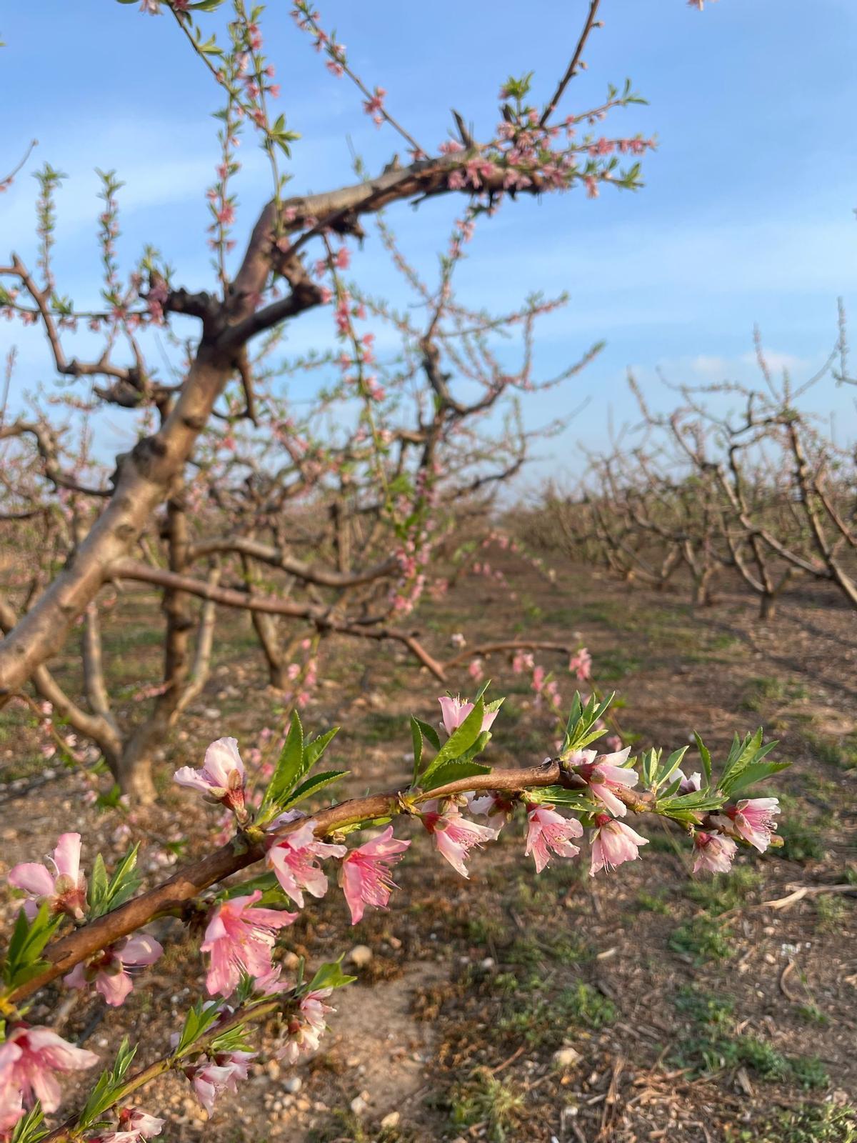 Frutales en floración en una imagen de este viernes.