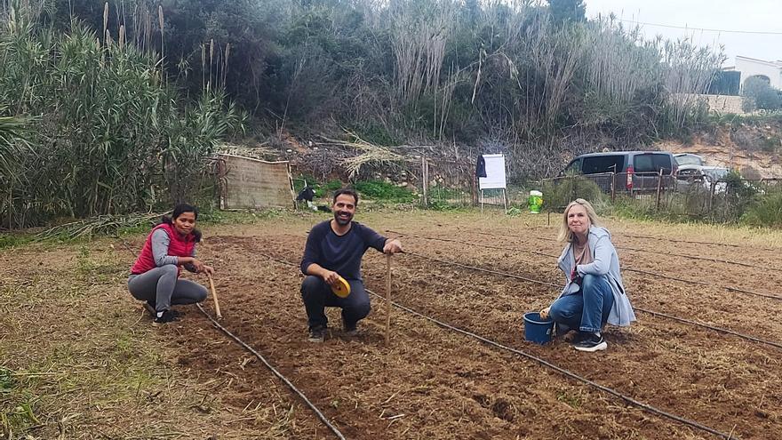 Reconocimiento a la ‘fava poblera’: Benitatxell impulsa su cultivo con formación práctica y planea catalogarla como variedad autóctona