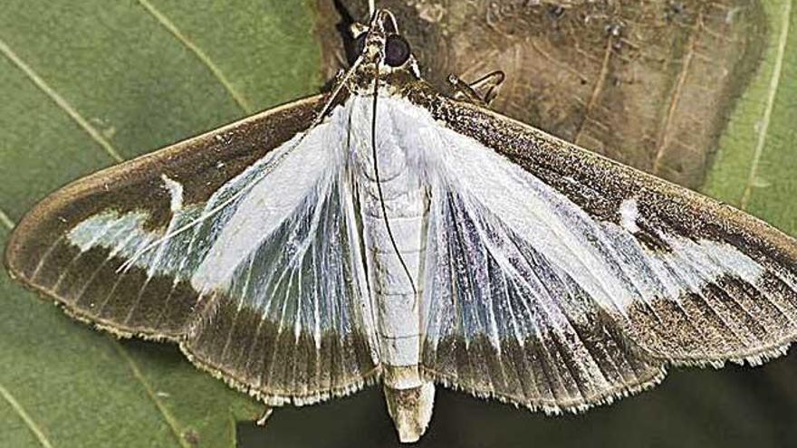 Un ejemplar de mariposa del boj.